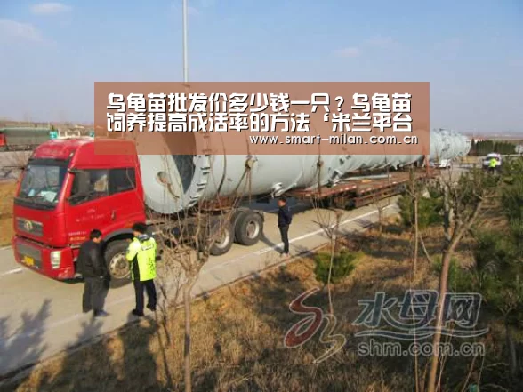乌龟苗批发价多少钱一只？乌龟苗饲养提高成活率的方法‘米兰平台