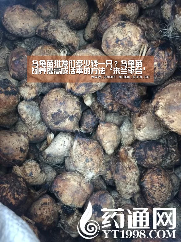 米兰平台
